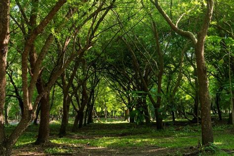 Premium Photo | Forest the tragedy of the municipality of armero colombia