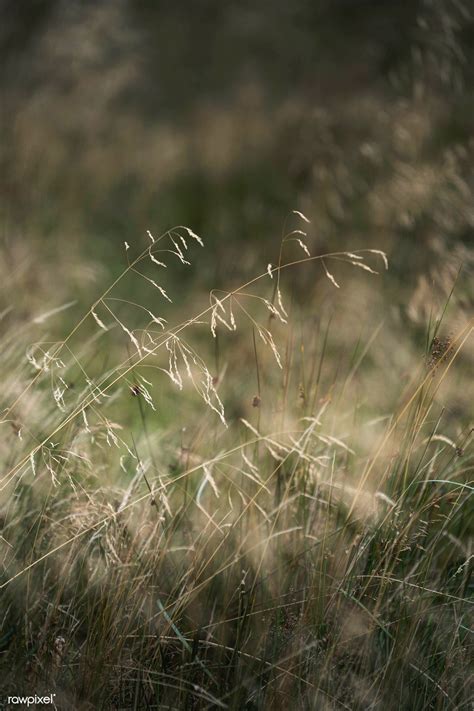 Closeup Of Dry Grass Background Premium Image By Jack Anstey Grass Background