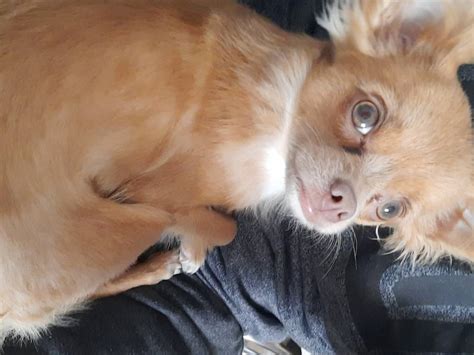 Femelle Chihuahua Poil Long Disponible Pour Saillie Petite Annonce