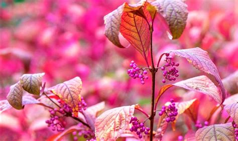 Эффектный кустарник красивый даже зимой! | GardenLife | Дзен