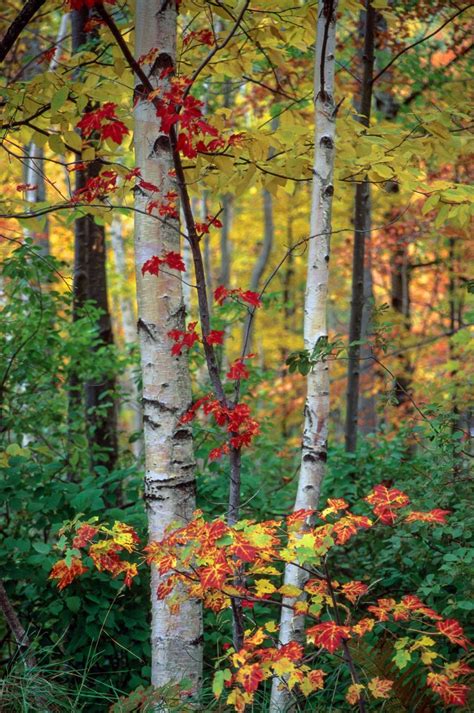 Free Stock Photo Of Autumn Forest Leaves And Birch Trees Download