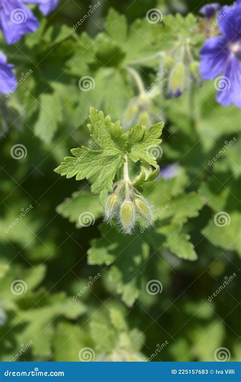 Purple Cranesbill Rosemoor Stock Image Image Of Purple