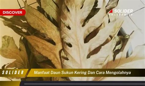 Temukan 4 Manfaat Daun Sukun Kering Yang Bikin Kamu Penasaran Dan Cara