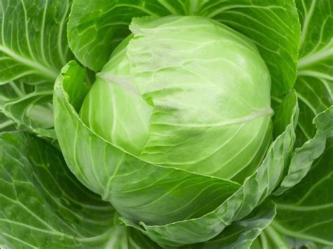 Lettuce Types Nutrition Facts Calories Carbs Health Benefits