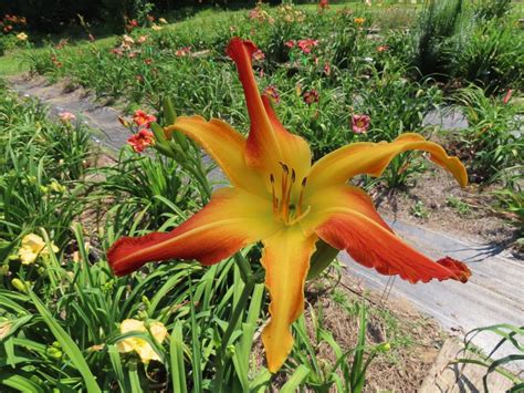 Daylily Hemerocallis Jerry Ellis Baker In The Daylilies Database