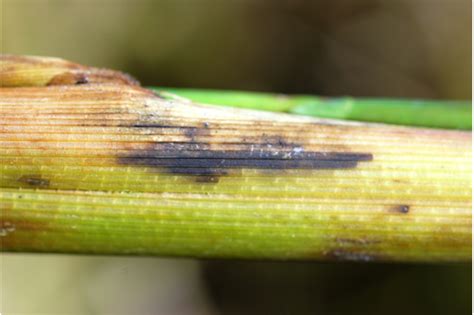 Stem Rot Infection Symptoms