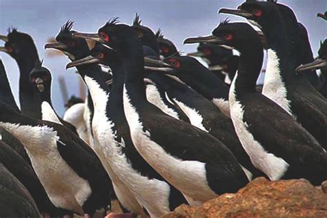 Ppsj Conserve Marine Coastal Ecosystems Of The Humboldt Current