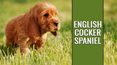 English Cocker Spaniel Dog Breed Information Petmoo