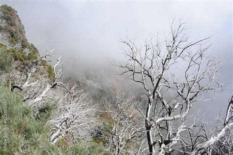 Naked Barren Trees With Fog And Mist In A Rainforest On A Highland