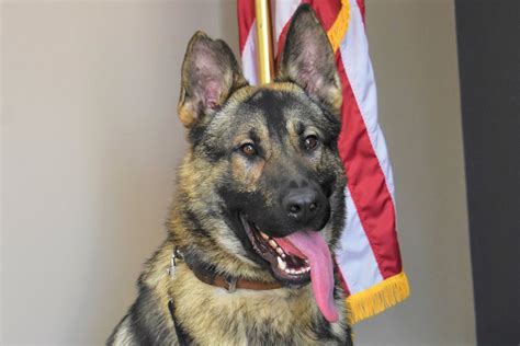 K9 Officer In Missouri Dies After Being Left In Hot Car Overnight