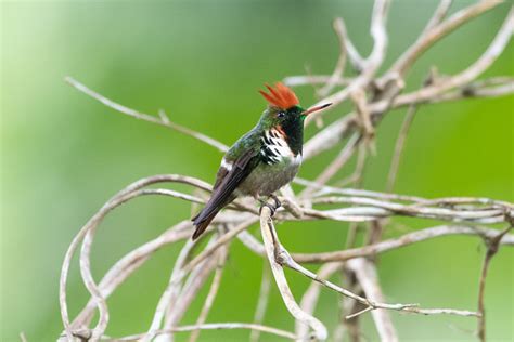 Foto Topetinho Vermelho Lophornis Magnificus Por Flavio Moraes Wiki