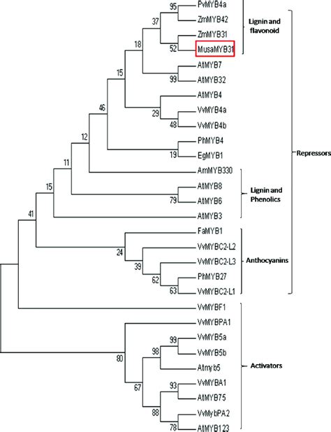 Phylogenetic Analysis Of Musamyb31 And Other R2r3 Myb Transcription