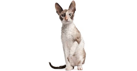 Cornish Rex breed guide | Perfect Pets