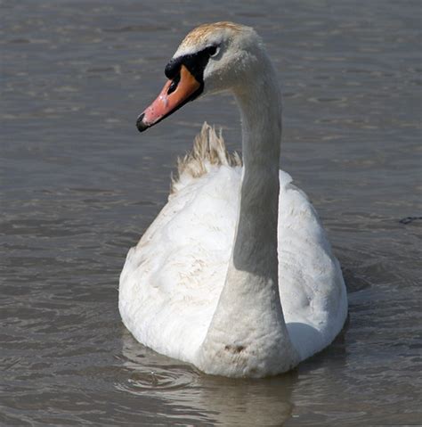 Swan Swan Taken At Gravesend Prom Glen Flickr