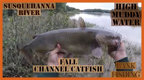 Catching Channel Catfish From The Bank In High Muddy Water Youtube