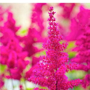 Astilbe Plants - The Colorful Heroes Of The Shade Garden