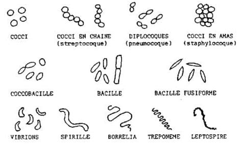 Les Différentes Bactéries Gram Et Sa Coloration Dossier