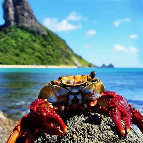 Sabe A Diferen A Entre Siri E Caranguejo Bar Do Meio Noronha O Bar