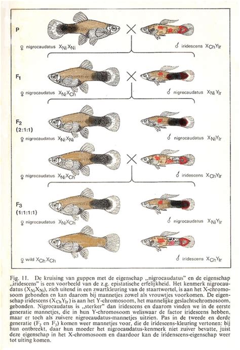 How To Make Use Of The Genetics To Breed Beautiful Guppies 1