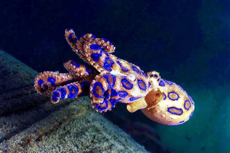 Blue Ringed Octopus Blue Ringed Octopus