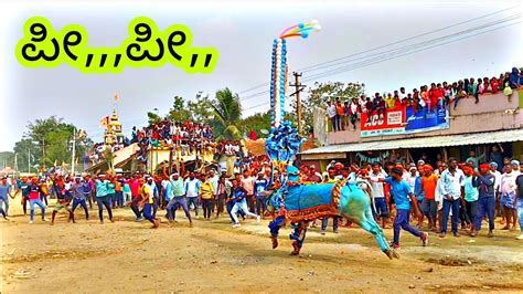 Mallur Hori Habba Jallikattu Bull