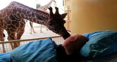 Emotionaler Abschied Giraffe Erf Llt Tierpfleger Letzten Wunsch