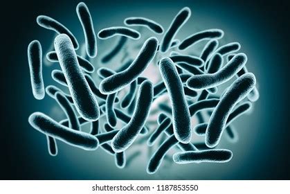 Bacteria Bifidobacterium Grampositive Anaerobic Rodshaped Bacteria