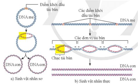 KHTN 9 Bài 34 Cánh diều Từ gene đến tính trạng Giải Khoa học tự