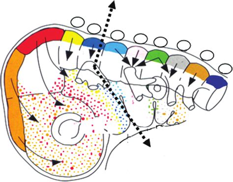 Zones Of Expression Of HOX And Non HOX Genes Schematic Representation