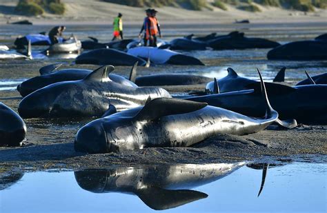 More Than 200 Whales Swim Away After New Zealand Stranding - WSJ