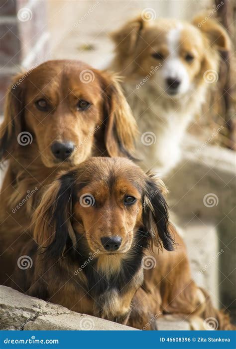 Three Dogs Stock Photo Image Of Cute Little Head Three 46608396