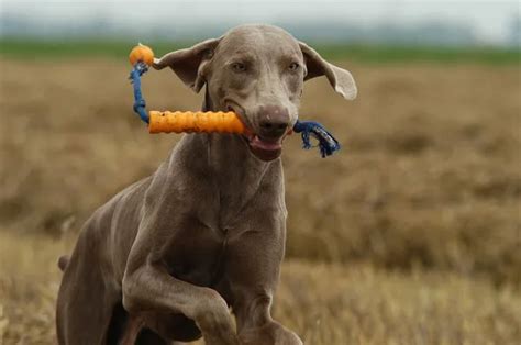Understanding Weimaraner Life Expectancy: Factors, Care, and Longevity
