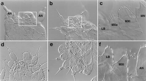 Implications Of The Tribolium Deformed Mutant Phenotype For The