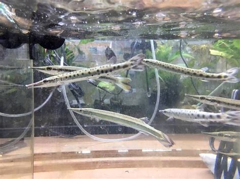 √ Aquarium Full Grown Alligator Gar Fischlexikon