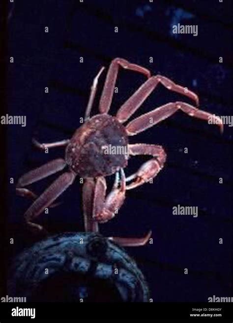 Crab tanner chionoecetes angulatus Stock Photo - Alamy