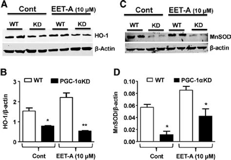 Western Blot Analysis For The Expression Of The Ho Protein In Wt And