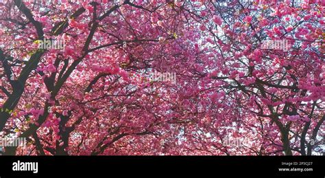 pink cherry tree blossom Stock Photo - Alamy