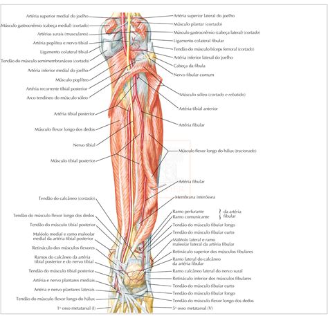 Membros Inferiores Músculos do Membro Inferior