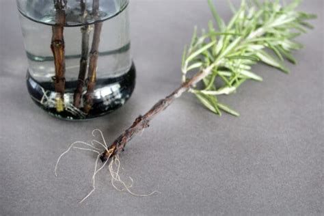 7 Natural Rooting Hormone Alternatives Backed By Science