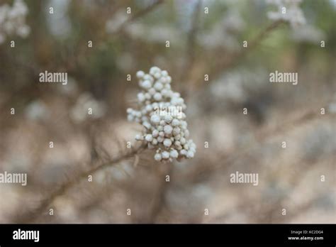 Pretty White Flowers Stock Photo Alamy