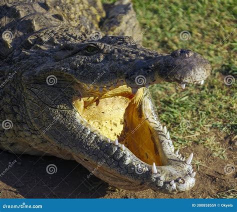 Nile Crocodile With Wide Open Mouth Lies On The Shore Stock Image