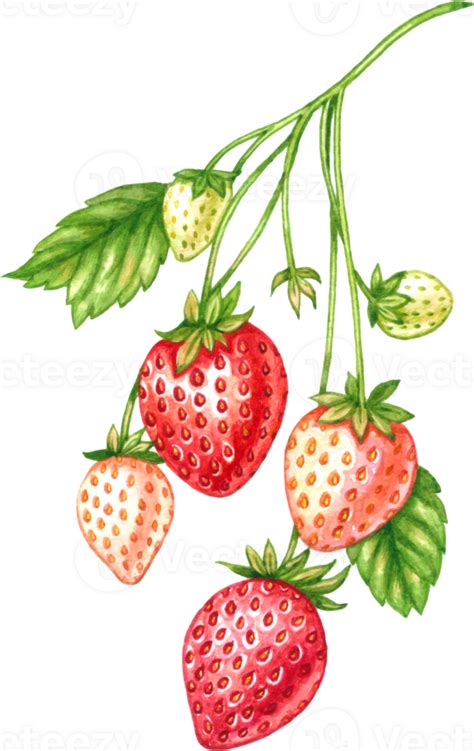 Fresa Fruta Acuarela Elementos Clipart 24656410 PNG