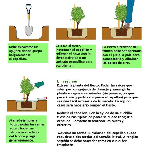 Todo Para Tu Jardín Tasplanta árboles Y Arbustos Con éxito