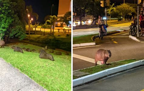 V Deo Capivaras D O O Ar Da Gra A E Desfilam Em Bairros De