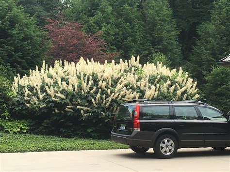 bottlebrush buckeye tree 10