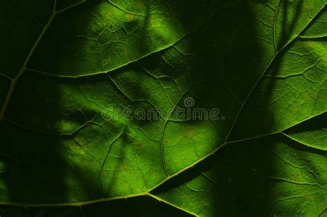 Una Gran Hoja De Una Planta Iluminada Por Los Rayos Del Sol Foto De