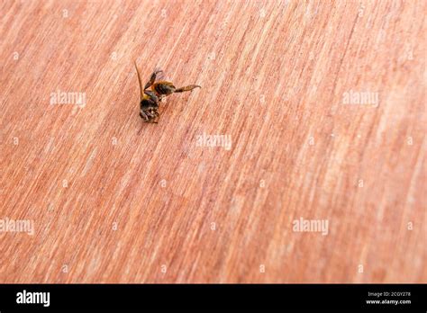 Indian Honey Bee Hi Res Stock Photography And Images Alamy