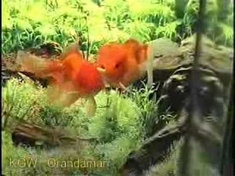 Goldfish Spawning Youtube