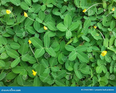 Arachis Pintoi A Plant That Has A Native Habitat In South America Can