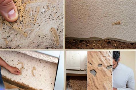 What Does Early Termite Damage Look Like Recognizing The Initial